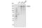 ATPase Family AAA Domain Containing 2 antibody, 78568S, Cell Signaling Technology, Western Blot image 