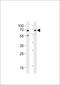 Ubiquilin 1 antibody, 61-133, ProSci, Western Blot image 