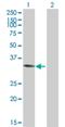 Aminoacylase 3 antibody, H00091703-B01P, Novus Biologicals, Western Blot image 