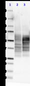 Tau, 15-25 antibody, 835203, BioLegend, Western Blot image 