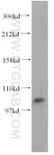 Integrator complex subunit 7 antibody, 17054-1-AP, Proteintech Group, Western Blot image 