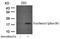 Alanyl-TRNA Synthetase 2, Mitochondrial antibody, orb15023, Biorbyt, Western Blot image 