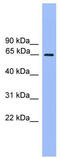 UBQLN2 antibody, TA342588, Origene, Western Blot image 