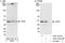 TIMELESS-interacting protein antibody, A301-474A, Bethyl Labs, Western Blot image 