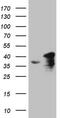 SPT3 Homolog, SAGA And STAGA Complex Component antibody, MA5-26938, Invitrogen Antibodies, Western Blot image 