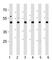 C-Terminal Binding Protein 1 antibody, F44416-0.4ML, NSJ Bioreagents, Immunofluorescence image 