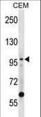 DNA Ligase 1 antibody, LS-C165766, Lifespan Biosciences, Western Blot image 
