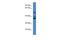 Reticulon 4 Interacting Protein 1 antibody, A13135, Boster Biological Technology, Western Blot image 