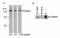 Claspin antibody, GTX23720, GeneTex, Immunoprecipitation image 