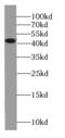 Jun Proto-Oncogene, AP-1 Transcription Factor Subunit antibody, FNab00456, FineTest, Western Blot image 