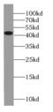 Activator protein 1 antibody, FNab00456, FineTest, Western Blot image 