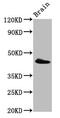 Peroxisomal Biogenesis Factor 13 antibody, CSB-PA849799LA01HU, Cusabio, Western Blot image 