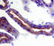 CD63 Molecule antibody, MAB5417, R&D Systems, Immunohistochemistry paraffin image 