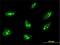 THAP domain-containing protein 1 antibody, H00055145-M01, Novus Biologicals, Immunocytochemistry image 