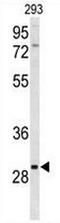 Clarin 3 antibody, AP50977PU-N, Origene, Western Blot image 