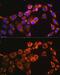 E3 ubiquitin-protein ligase TRIM23 antibody, GTX66516, GeneTex, Immunocytochemistry image 