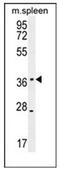 Kelch Domain Containing 1 antibody, AP52381PU-N, Origene, Western Blot image 