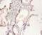 Citrate Synthase antibody, A52776-100, Epigentek, Immunohistochemistry paraffin image 
