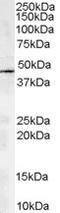 ARP1 homolog A antibody, STJ70538, St John