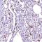 Ovochymase 1 antibody, HPA040253, Atlas Antibodies, Immunohistochemistry frozen image 