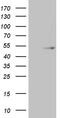 TRNA Aspartic Acid Methyltransferase 1 antibody, LS-C795976, Lifespan Biosciences, Western Blot image 