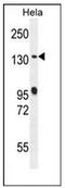 Rab6-interacting protein 1 antibody, AP51238PU-N, Origene, Western Blot image 