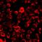 ADAMTS Like 2 antibody, orb412047, Biorbyt, Immunocytochemistry image 