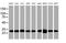 Proteasome Subunit Alpha 6 antibody, MA5-26375, Invitrogen Antibodies, Western Blot image 