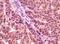 Glycogen Synthase Kinase 3 Alpha antibody, 32-164, ProSci, Immunohistochemistry frozen image 