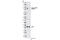 ATR Interacting Protein antibody, 5161S, Cell Signaling Technology, Western Blot image 