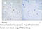 Citron Rho-Interacting Serine/Threonine Kinase antibody, MBS000713, MyBioSource, Immunohistochemistry frozen image 