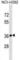 Ribose 5-Phosphate Isomerase A antibody, abx029649, Abbexa, Western Blot image 