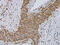 Cytochrome B5 Type A antibody, CSB-PA870342, Cusabio, Immunohistochemistry frozen image 