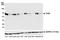 Transcription Factor EB antibody, A700-070, Bethyl Labs, Western Blot image 