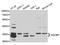 Syndecan Binding Protein antibody, TA332638, Origene, Western Blot image 