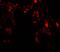 UV Radiation Resistance Associated antibody, A02385, Boster Biological Technology, Immunofluorescence image 
