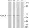 Histone Deacetylase 8 antibody, LS-C118134, Lifespan Biosciences, Western Blot image 