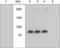Ribosomal Protein S6 Kinase A1 antibody, GTX10695, GeneTex, Western Blot image 