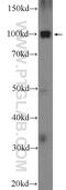 STT3 Oligosaccharyltransferase Complex Catalytic Subunit A antibody, 12034-1-AP, Proteintech Group, Western Blot image 