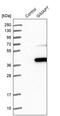 GTPase, IMAP Family Member 7 antibody, PA5-54171, Invitrogen Antibodies, Western Blot image 