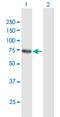 Ras Homolog Family Member T2 antibody, H00089941-B01P, Novus Biologicals, Western Blot image 