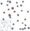 Lymphocyte Activating 3 antibody, RF16084, ProSci, Immunocytochemistry image 