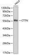 Cortactin antibody, 13-296, ProSci, Western Blot image 