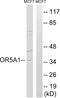 Olfactory Receptor Family 5 Subfamily A Member 1 antibody, GTX87810, GeneTex, Western Blot image 