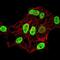 Histone Cluster 4 H4 antibody, NBP2-52487, Novus Biologicals, Immunofluorescence image 