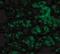 C1q And TNF Related 1 antibody, NBP1-76626, Novus Biologicals, Immunofluorescence image 