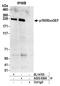 Rho-guanine nucleotide exchange factor antibody, A303-930A, Bethyl Labs, Immunoprecipitation image 