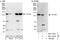 Cullin Associated And Neddylation Dissociated 1 antibody, NBP1-49918, Novus Biologicals, Western Blot image 
