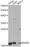 Mesencephalic astrocyte-derived neurotrophic factor antibody, LS-C748423, Lifespan Biosciences, Western Blot image 