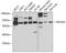 Ro60, Y RNA Binding Protein antibody, 22-608, ProSci, Western Blot image 